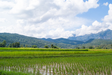 Rice Field Paddy Mountain Cloud