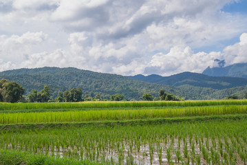 Obraz premium Rice Field Paddy Mountain Cloud