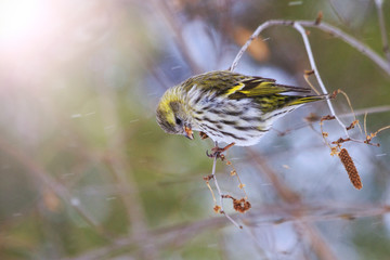 Fototapeta na wymiar female or sitting Birch branch with sunny hotspot