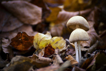 Small Mushrooms Growing out of soil witt Dry Fallen Leaves Around Them