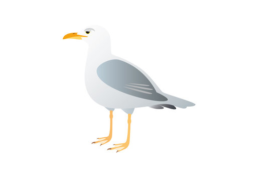 Gull on a white background. Vector illustration seagull