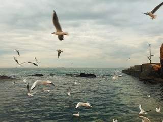 Naklejka premium Seagulls flying over the coast