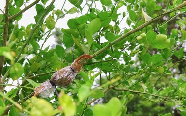 Propagation lemon tree