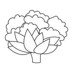 silhouette of cauliflower vegetable icon. healthy food design. vector illustration