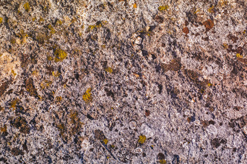 Moss and lichen on stone, closeup view.