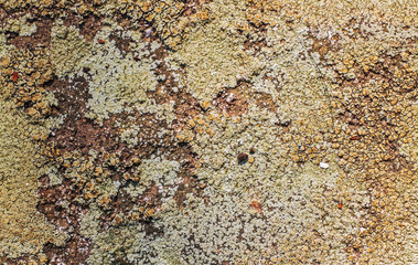 Moss and lichen on stone, top view
