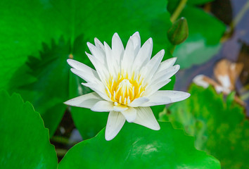 White Yellow Lotus flower and Lotus flower plants , water