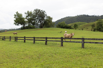 Fototapeta na wymiar fences of cattle in field of grass in mountain