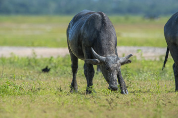 Obraz premium Buffalo walking over greenfield