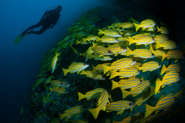 Fototapeta na wymiar Woman diver approaches bluestriped snapper (Lutjanus kasmira) Ari Atoll, Maldives