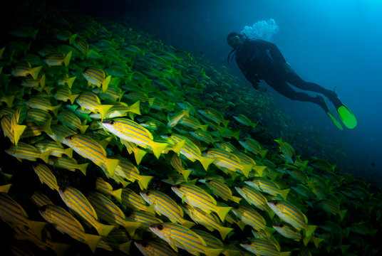 Diver swims amongst school of bluestripped snappers (Lutjanus kasmira), Chaaya Reef in the Maldives