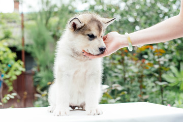 small cute alaskan malamute puppy
