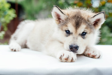 small cute alaskan malamute puppy