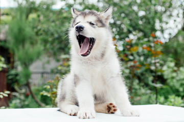 small cute alaskan malamute puppy