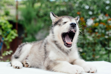small cute alaskan malamute puppy