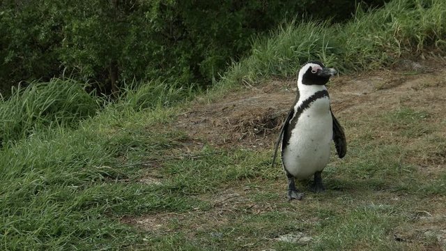 stretching Jackass penguin