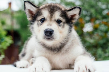Fototapeta premium small cute alaskan malamute puppy