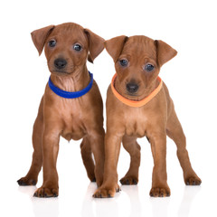 two red pinscher puppies posing on white