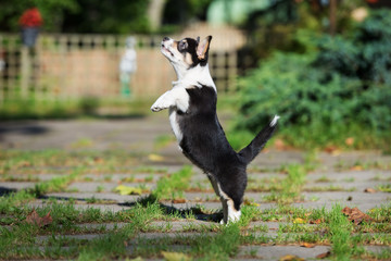 welsh corgi puppy jumping up