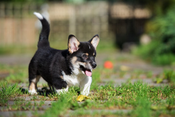 adorable welsh corgi puppy outdoors