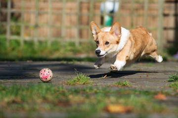 welsh corgi dog chasing a ball