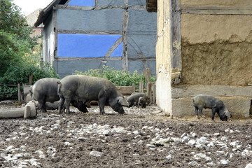 Allevamento di maiali