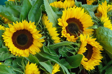 Girasoli gialli