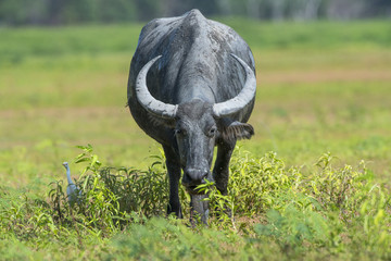 Obraz premium Buffalo walking over greenfield