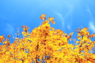 Maple tree leaves and blue sky