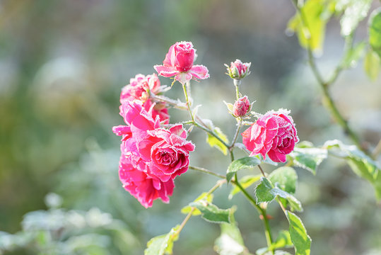 Rosenbl&uuml;ten mit Raureif