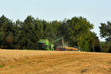 Fototapeta premium harvest