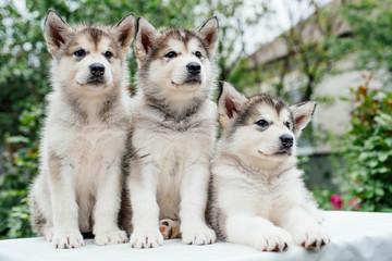 alaskan malamute puppies playing in garden