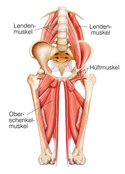 H&uuml;ftmuskeln.Lendenmuskeln.Adduktoren