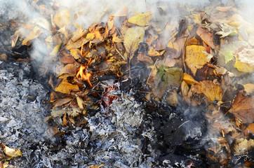 smoke from burning leaves  ,they were gathered by cleaning