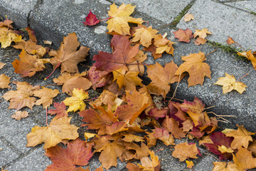 Fallen leaves lie on the ground. Autumn.