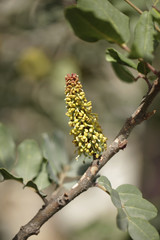 Chleb świętojański - drzewo, piękny detal