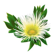 Beautiful Isolated South African Flower Sceletium Tortuosum Kanna Plant Vector - 125810421