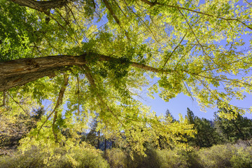 Fall color of Valyermo
