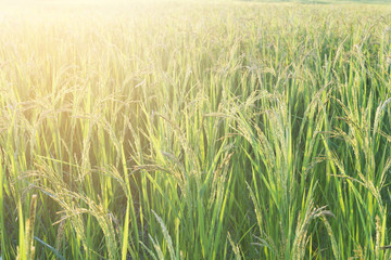 Green ear of rice in paddy rice field under lighting