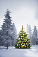 Christbaum in Verschneitem Wald