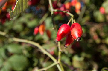 Rose hip (Rosa canina) plant