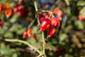 Rose hip (Rosa canina) plant