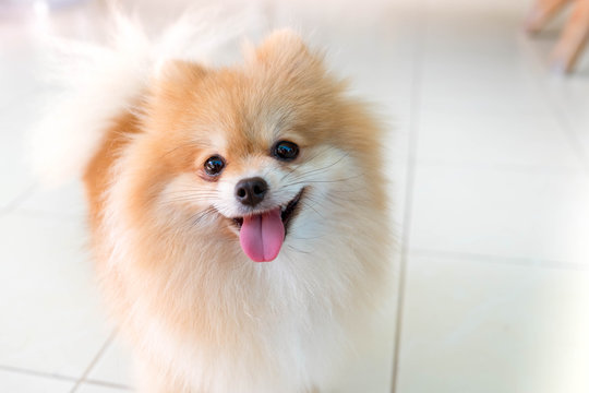 pomeranian spitz smiling