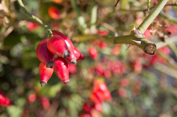 Rose hip (Rosa canina) plant