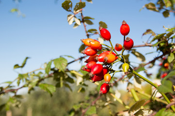 Rose hip (Rosa canina) plant
