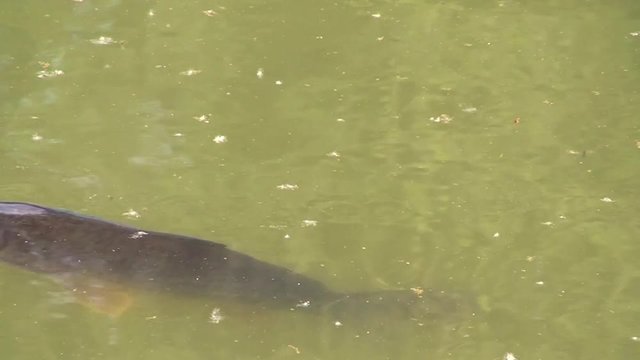 Ein Karpfen schwimmt im Fischteich