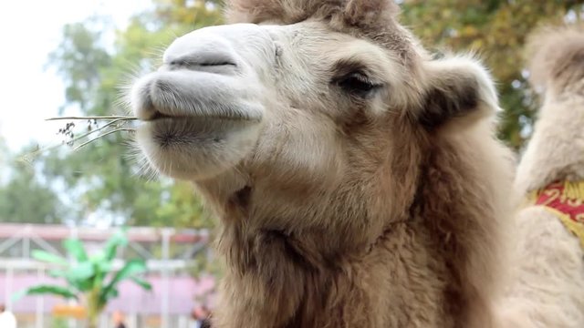 Camel Chews The And Looking at The Camera in Zoo in Ukraine