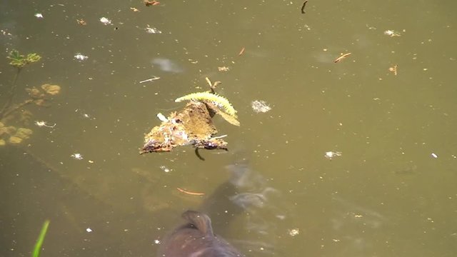 Ein Karpfen schwimmt im Fischteich