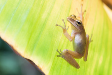 Golden Tree Frog, Common Tree Frog,Polypedates leucomystax