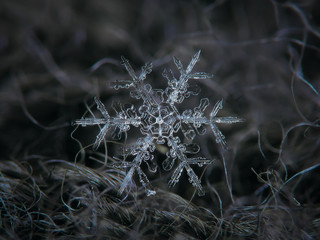 Snowflake glittering on dark gray woolen background. This is macro photo of real snow crystal: big stellar dendrite with beautiful central hexagon and ornate arms with side branches.